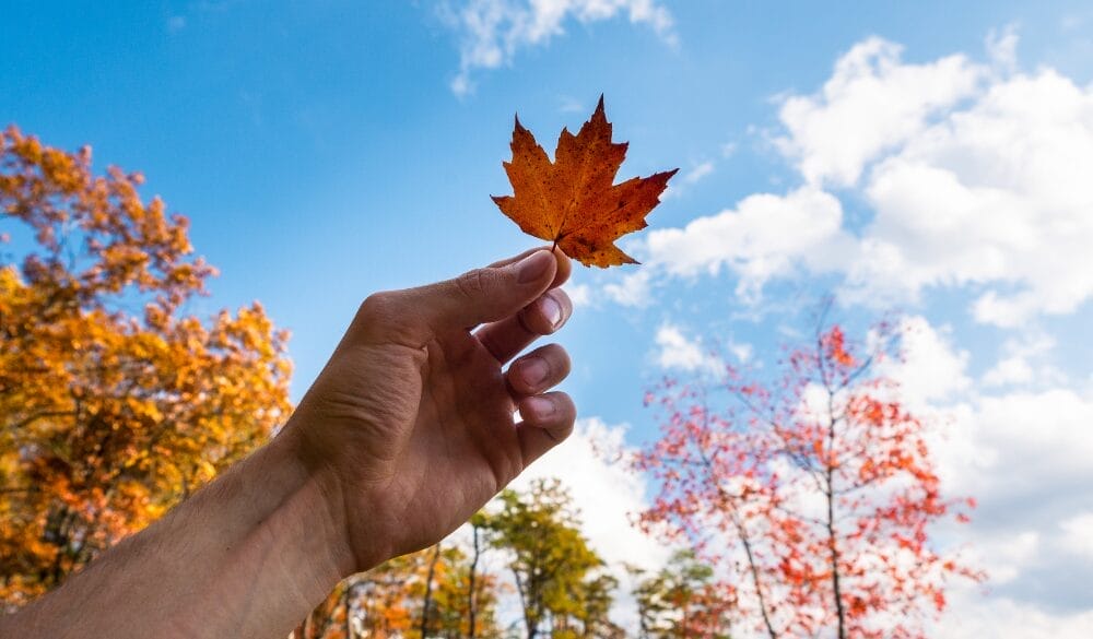 Thường trú nhân Canada được hưởng chính sách ưu đãi học phí cao đẳng và đại học so với sinh viên quốc tế 