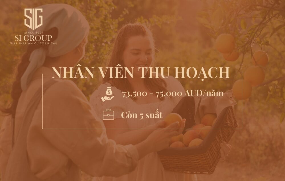 Nhân viên thu hoạch trái cây (Fruit picker)