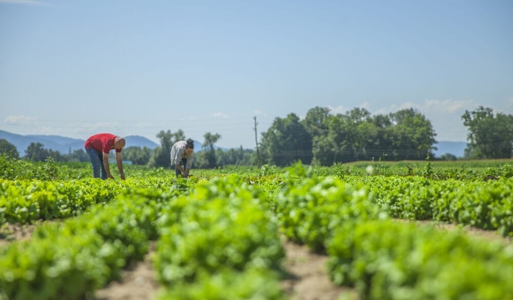 Chương trình đầu tư định cư Alberta diện Nông trại dành cho doanh nhân/nhà đầu tư có ý tưởng thành lập doanh nghiệp trong lĩnh vực nông nghiệp